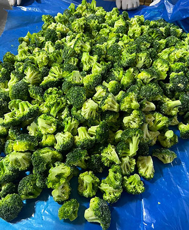 The Rise of Frozen Broccoli Exports from Egypt